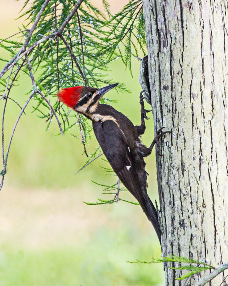 Meet the Pileated Woodpecker - Cape Elizabeth Land Trust