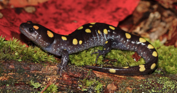 orange spotted salamander