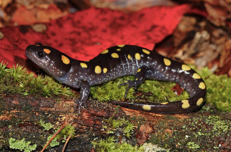 Meet the Yellow Spotted Salamander - Cape Elizabeth Land Trust