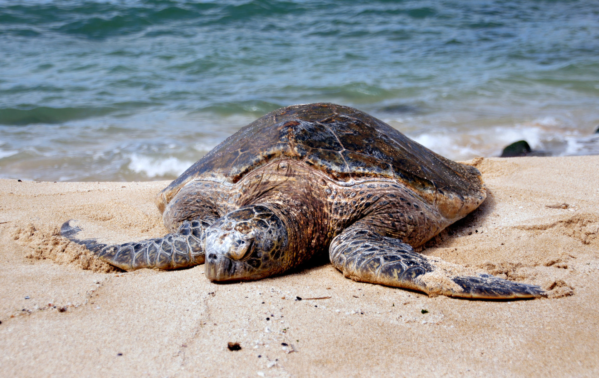 Creature Feature: Watch Out for Turtles! - Cape Elizabeth Land Trust