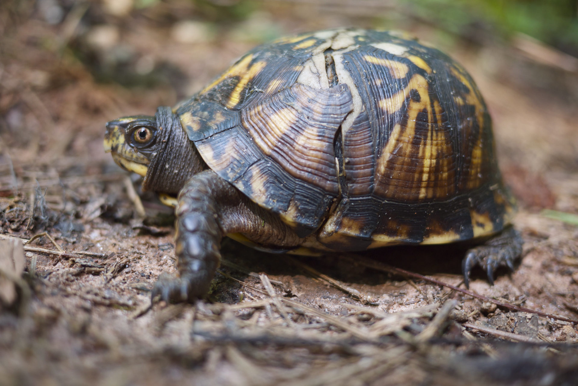 Creature Feature: Watch Out for Turtles! - Cape Elizabeth Land Trust