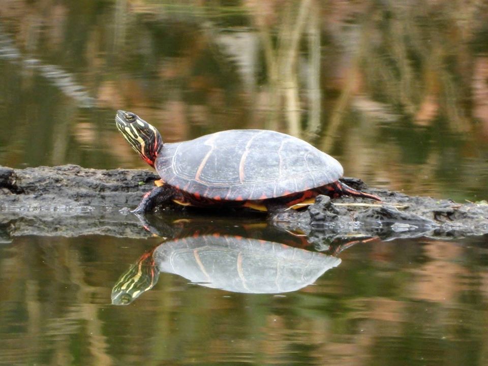 Creature Feature: Watch Out for Turtles! - Cape Elizabeth Land Trust