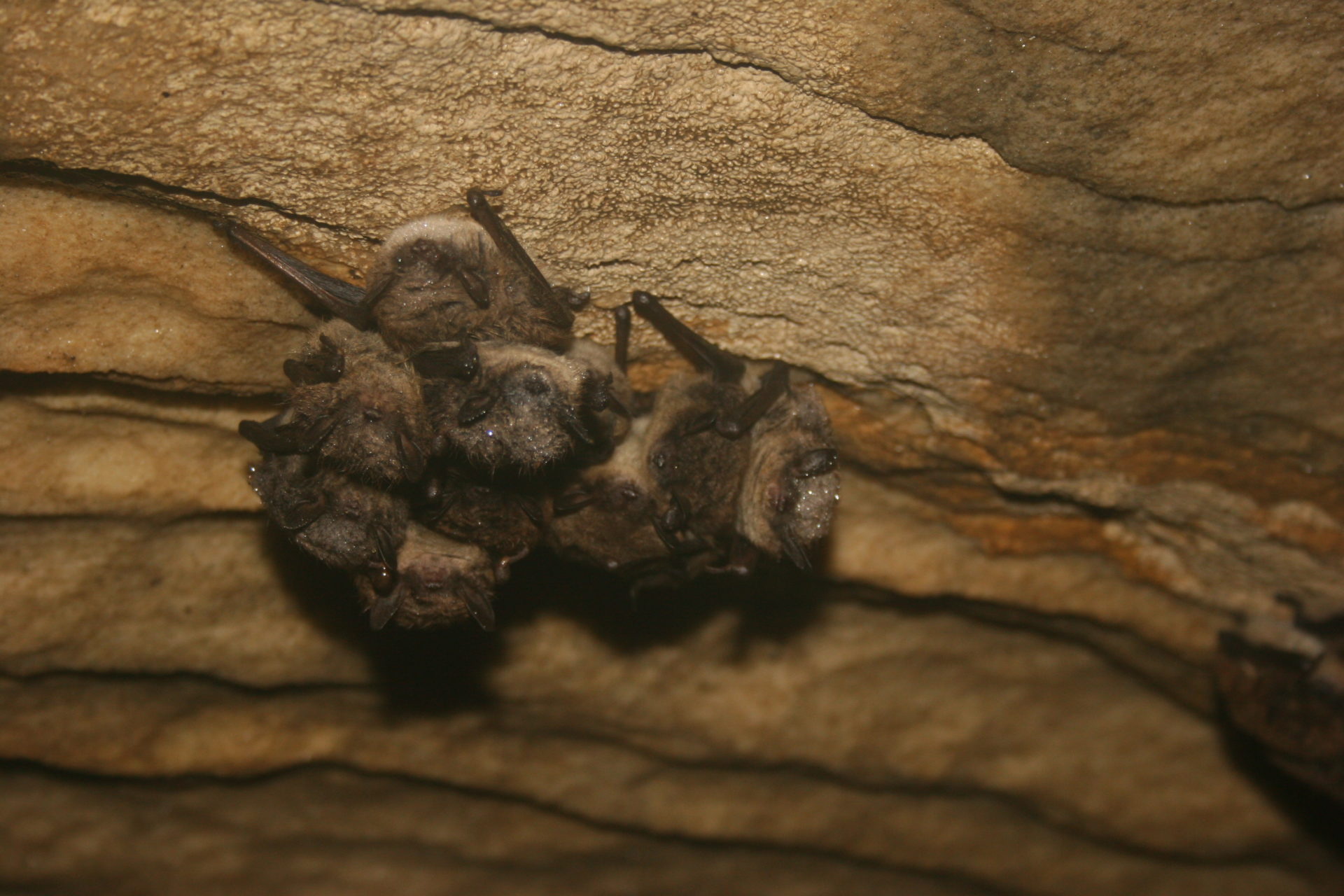 Creature Feature: Maine's True Hibernators - Cape Elizabeth Land Trust