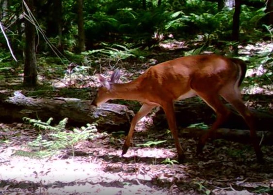 Wildlife Around Robinson Woods - Cape Elizabeth Land Trust