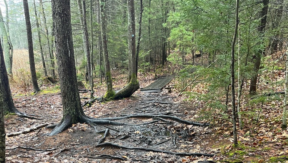 Boardwalk and muddy trail in Robinson Woods