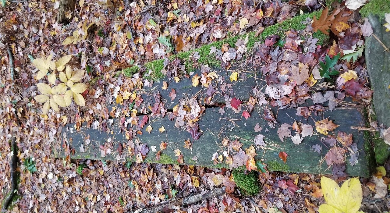 Hobstone boardwalk covered in moss and leaves