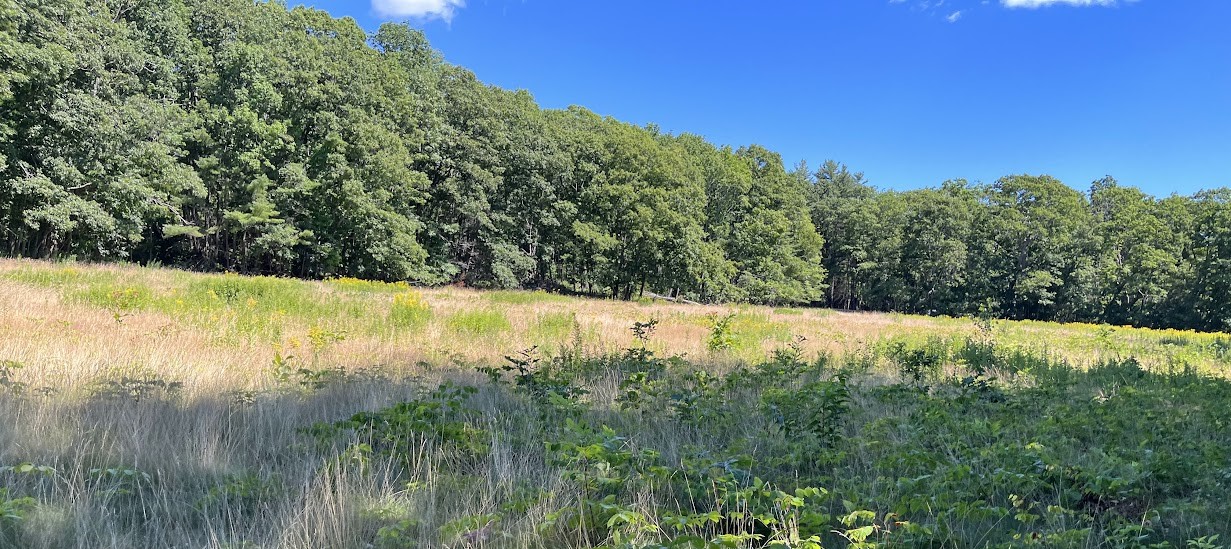 Field at Robinson Woods