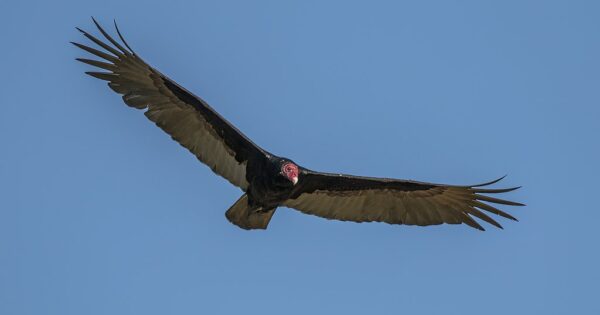 Creature Feature: Turkey Vulture - Cape Elizabeth Land Trust