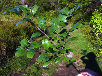 Glossy Buckthorn