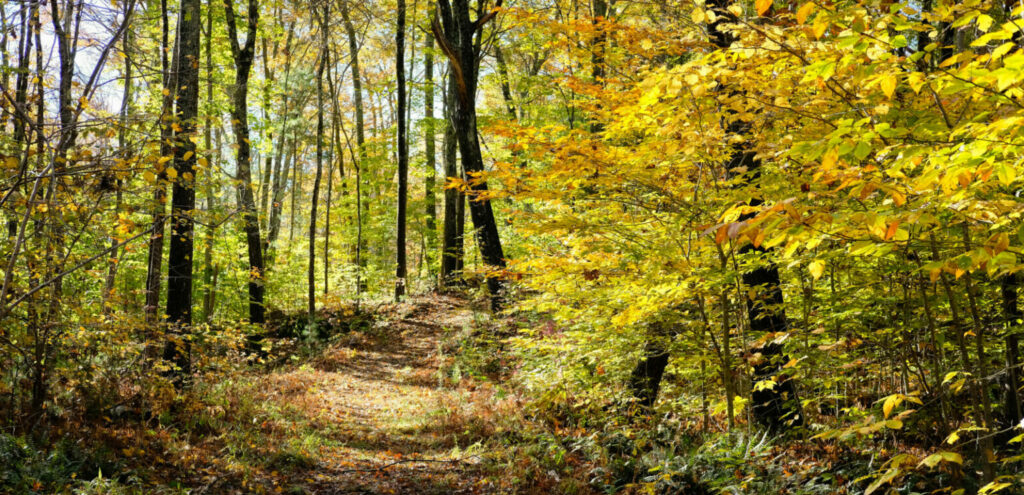 Wide trail and autumn leaves.